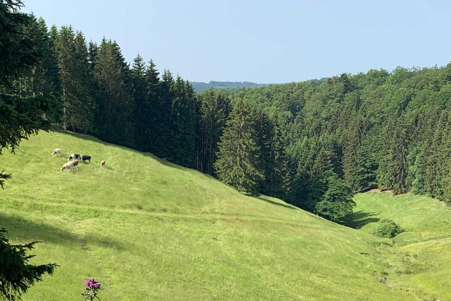 Romantikhuette Neuastenberg Winterberg Buitenkant foto